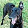 My Fall 2009 Lure Coursing Hounds