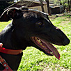 2009 ASFA Greyhound Specialty