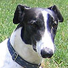 Re-Vet for Rocky – Foot is now Swollen
